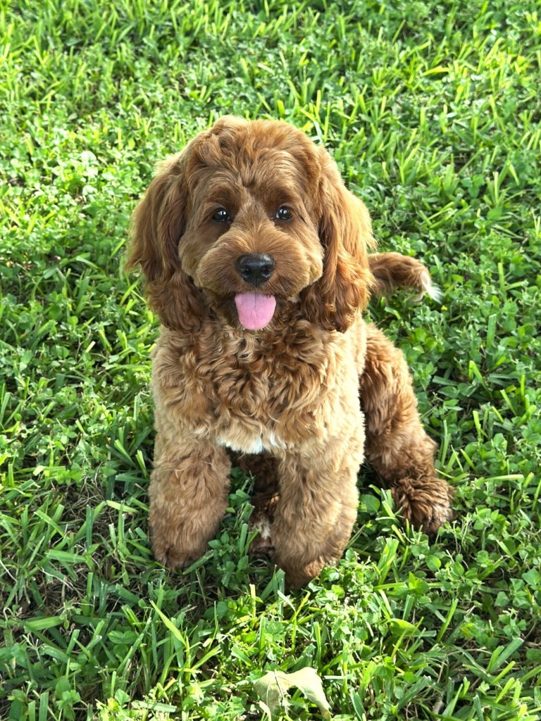 Daisy the Puppy