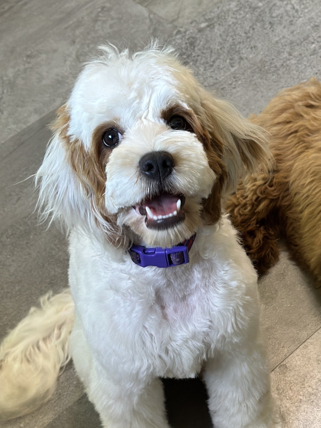 Daisy the Puppy