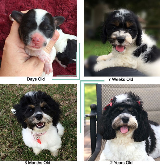 Cuddlywoof Bow Tie — Raffles Cockapoos