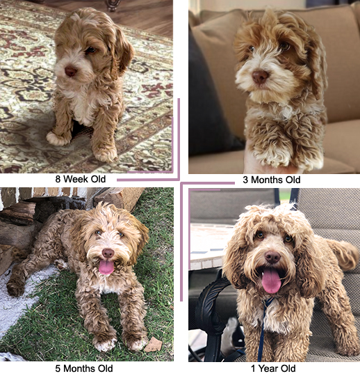 8 month best sale old cockapoo