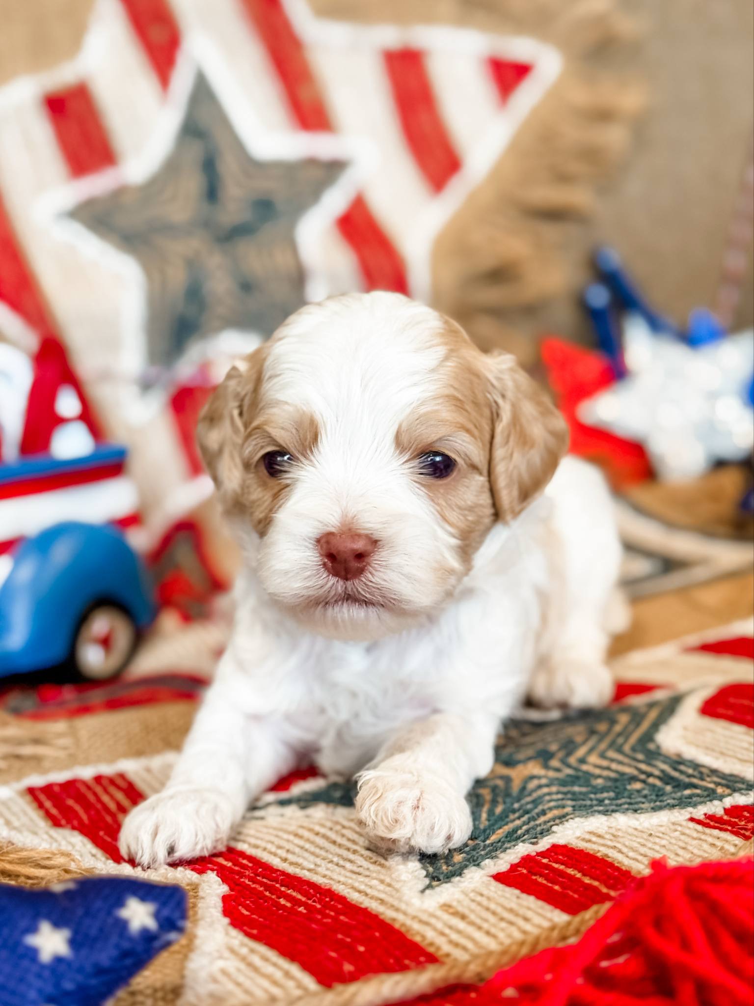 Max the Puppy