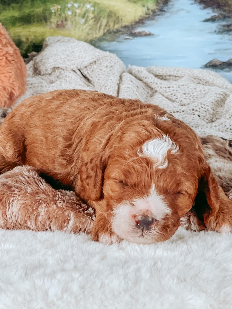 Puppies