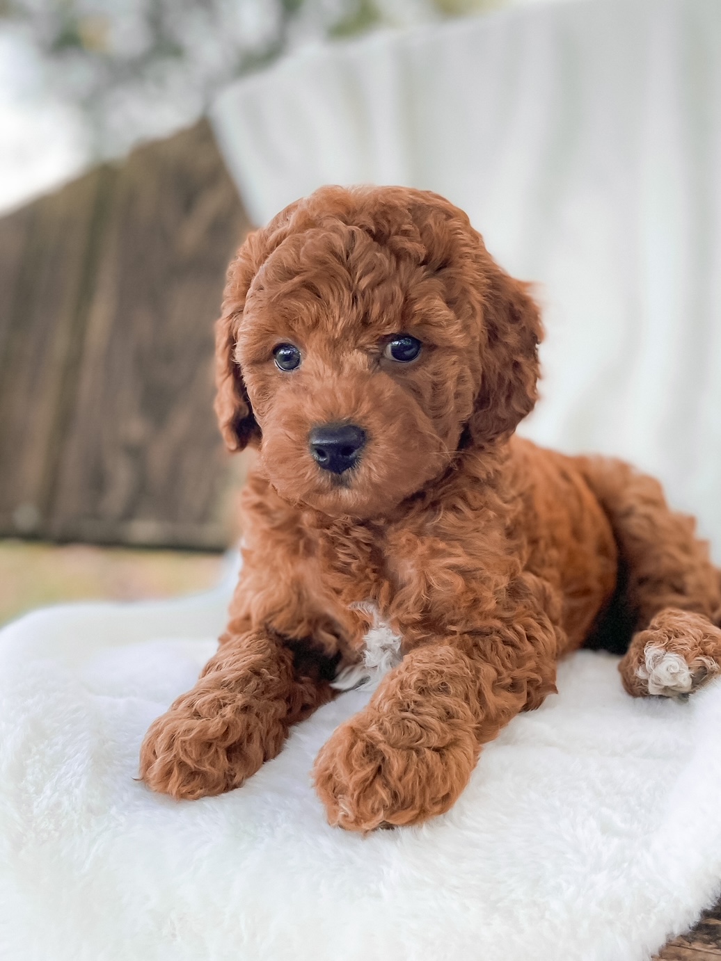 Puppies