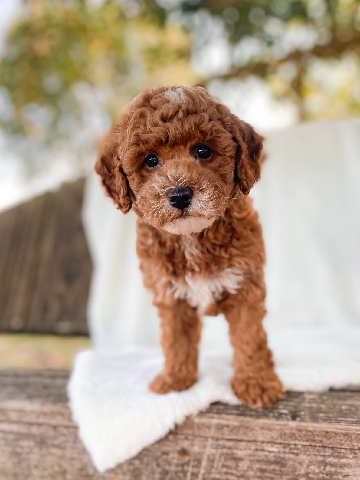 Puppies