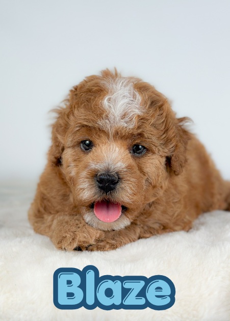 Hundley the Puppy
