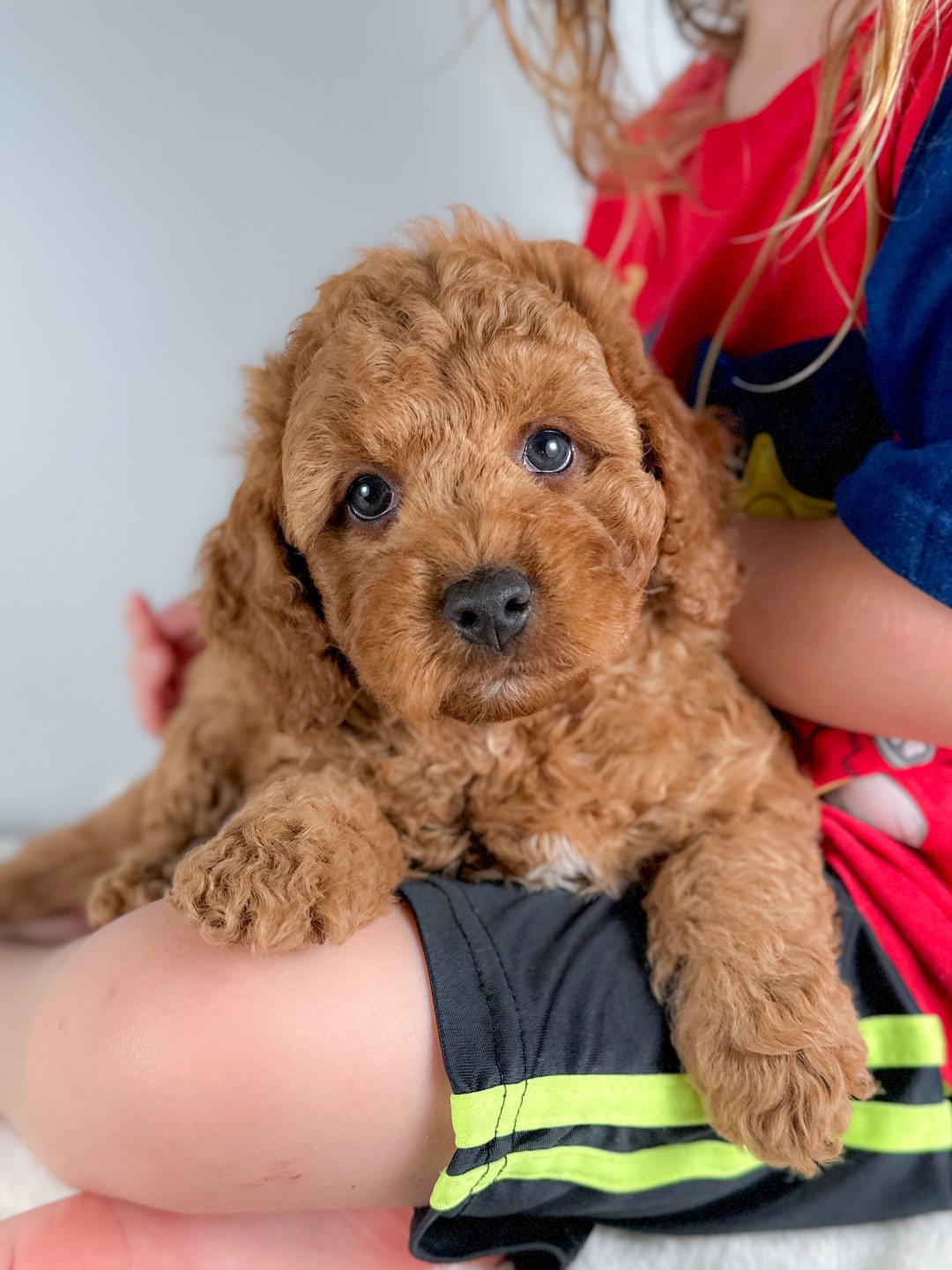 Colby the Puppy