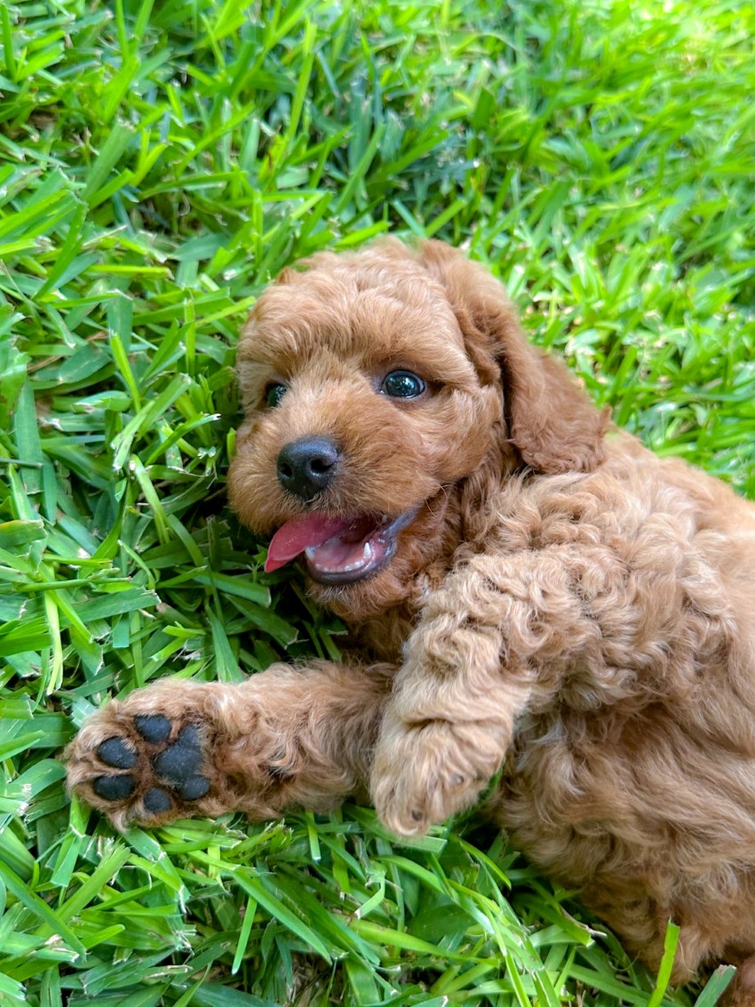 Puppies