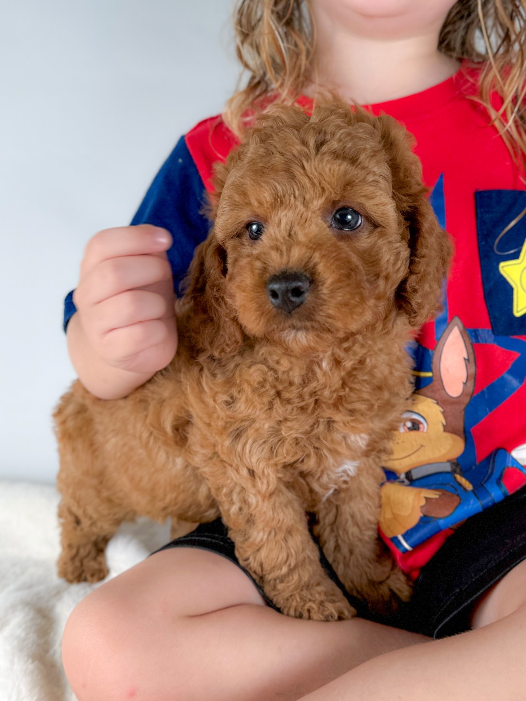 Puppies