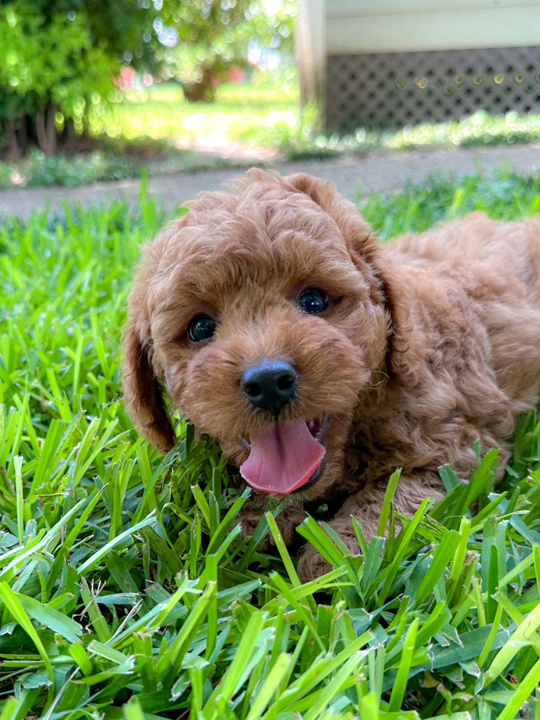Puppies