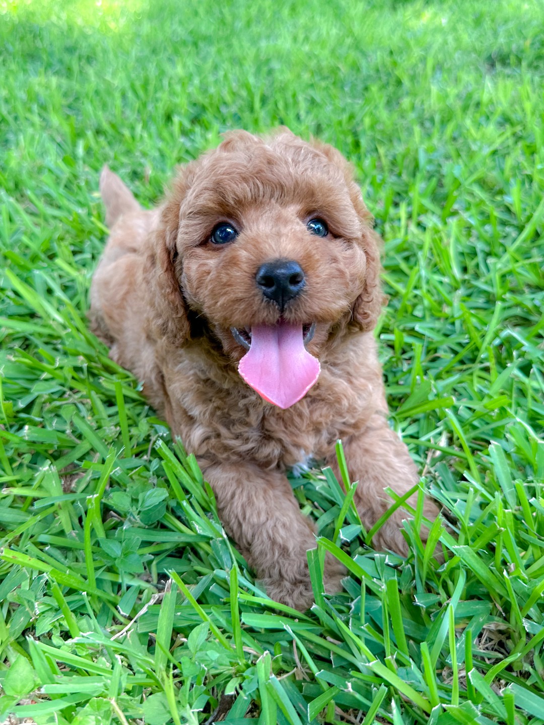 Puppies