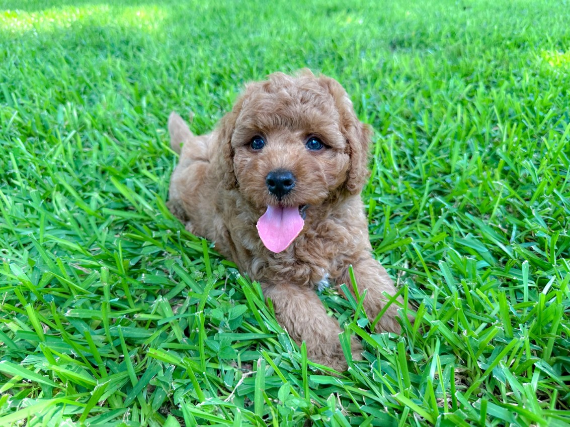 Puppies
