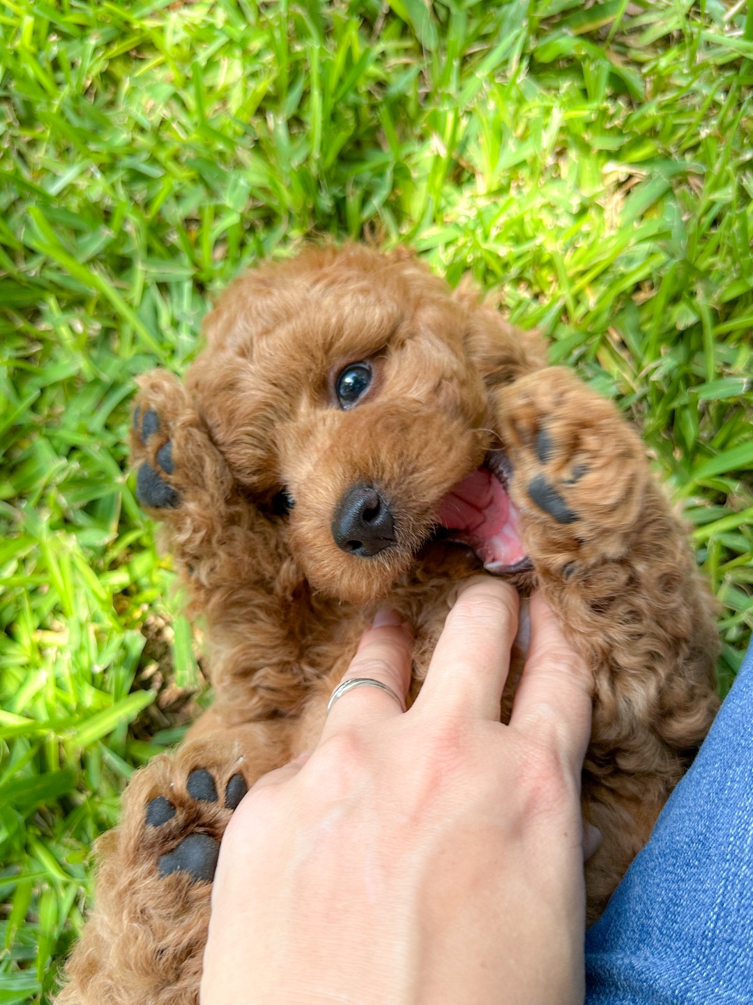 Puppies
