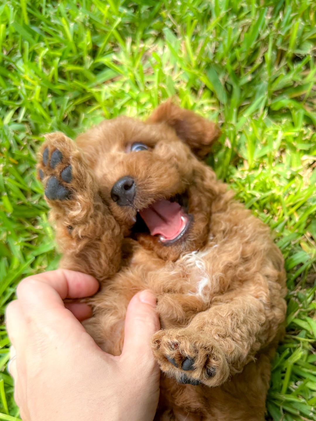 Puppies