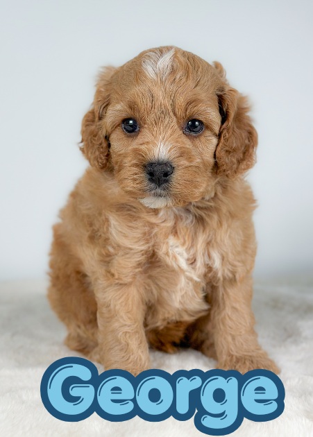 George the Puppy