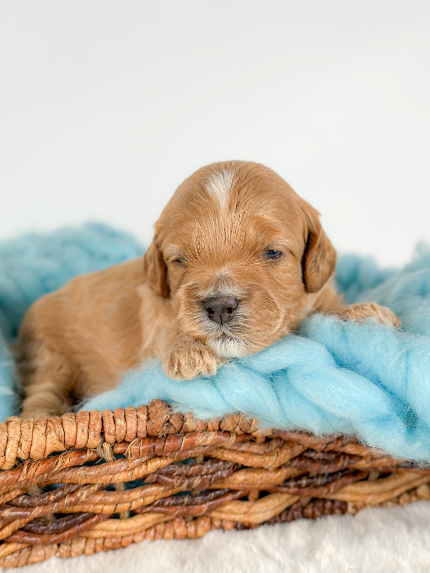 Puppies