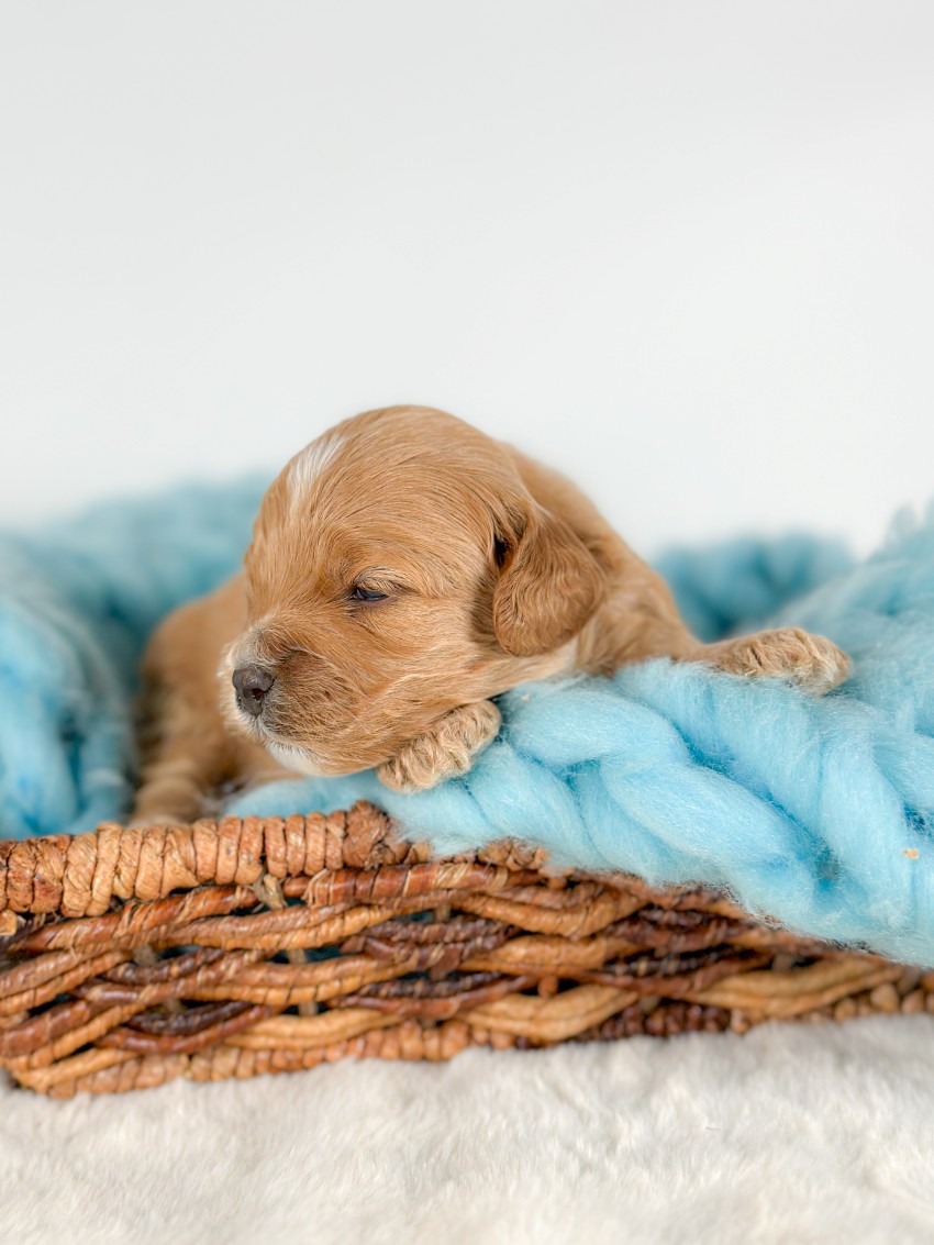 Puppies