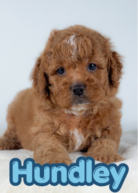 Hundley the Puppy