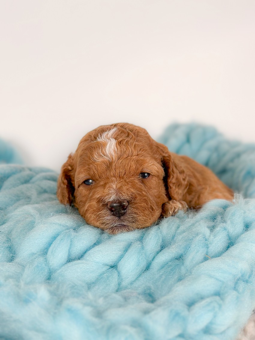 Puppies