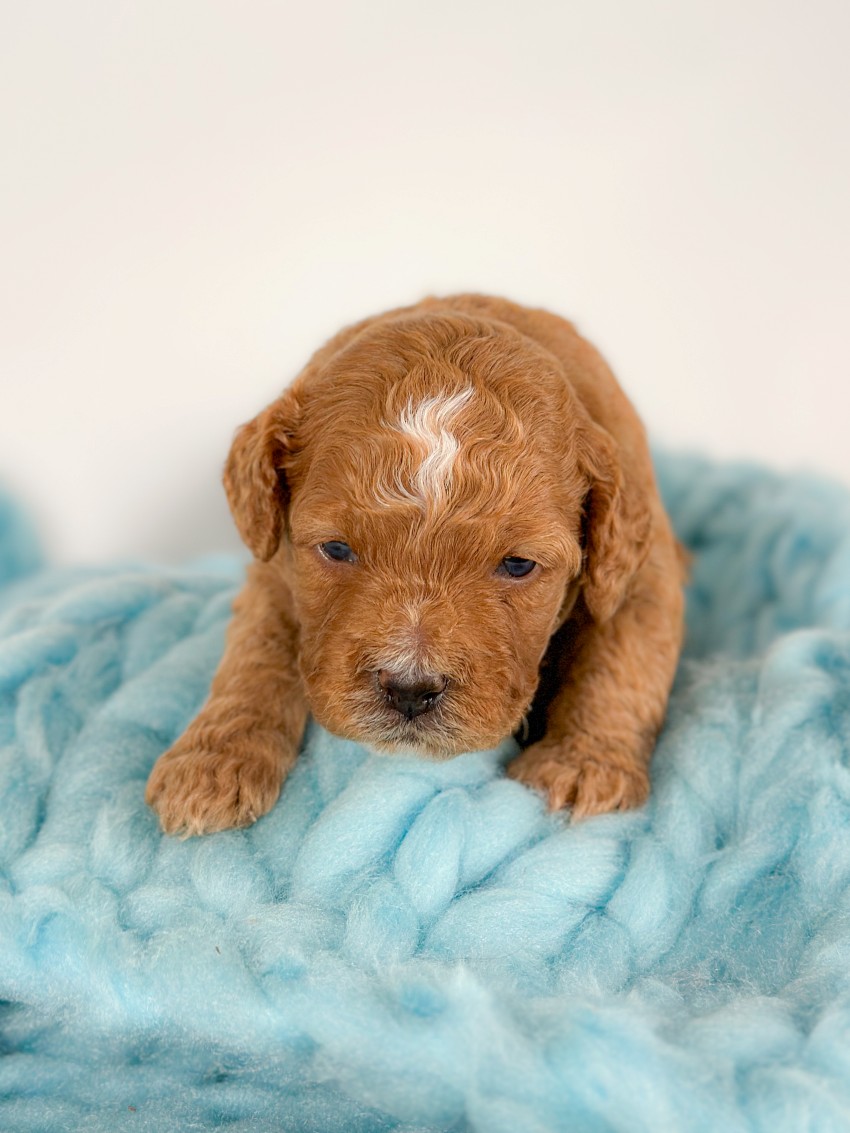 Puppies