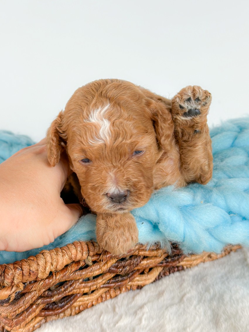 Puppies