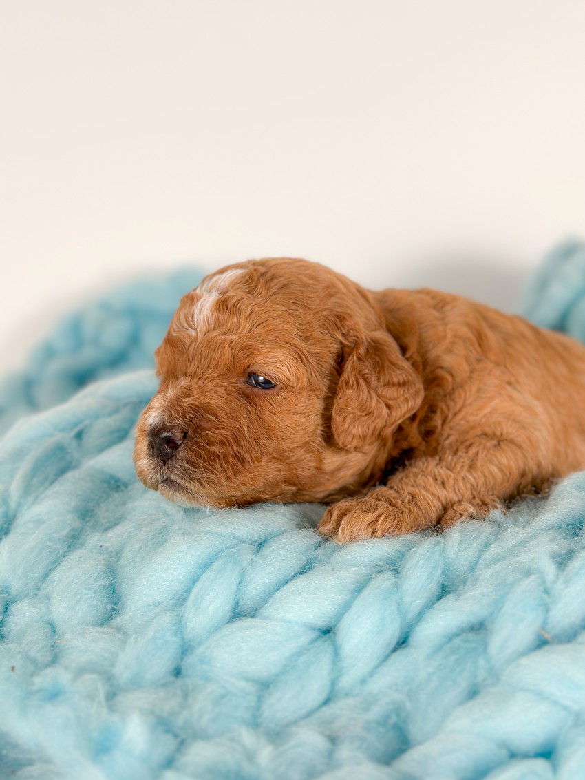 Puppies