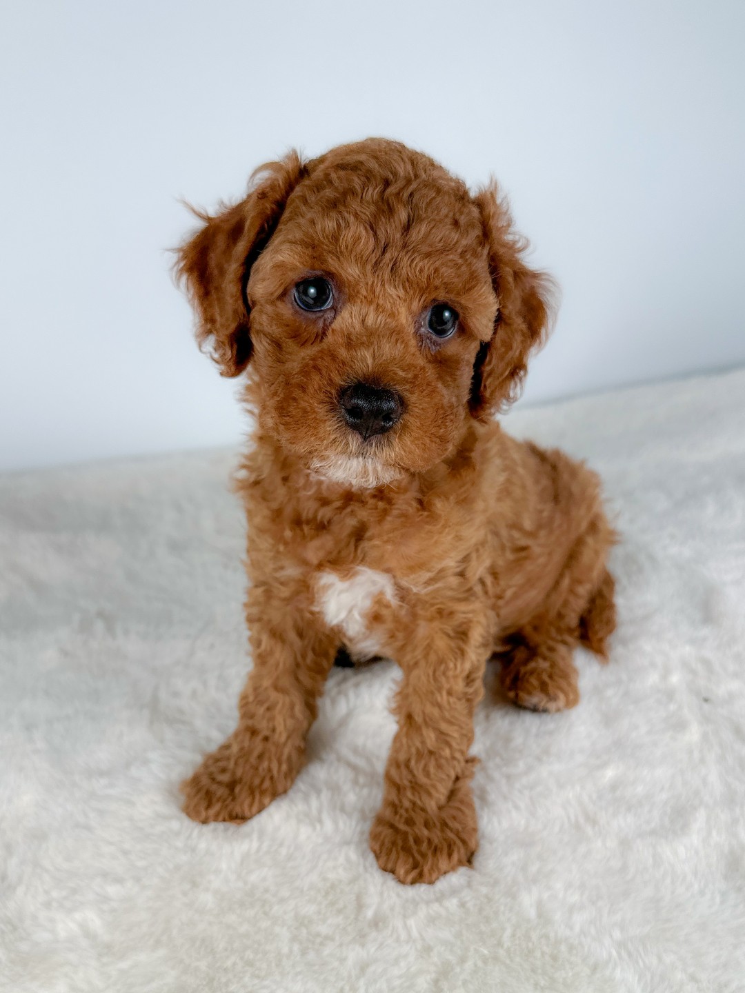 Romano the Puppy