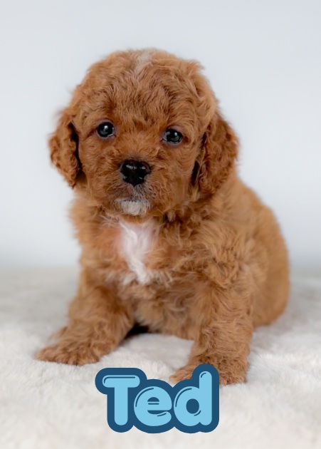 Ted the Puppy