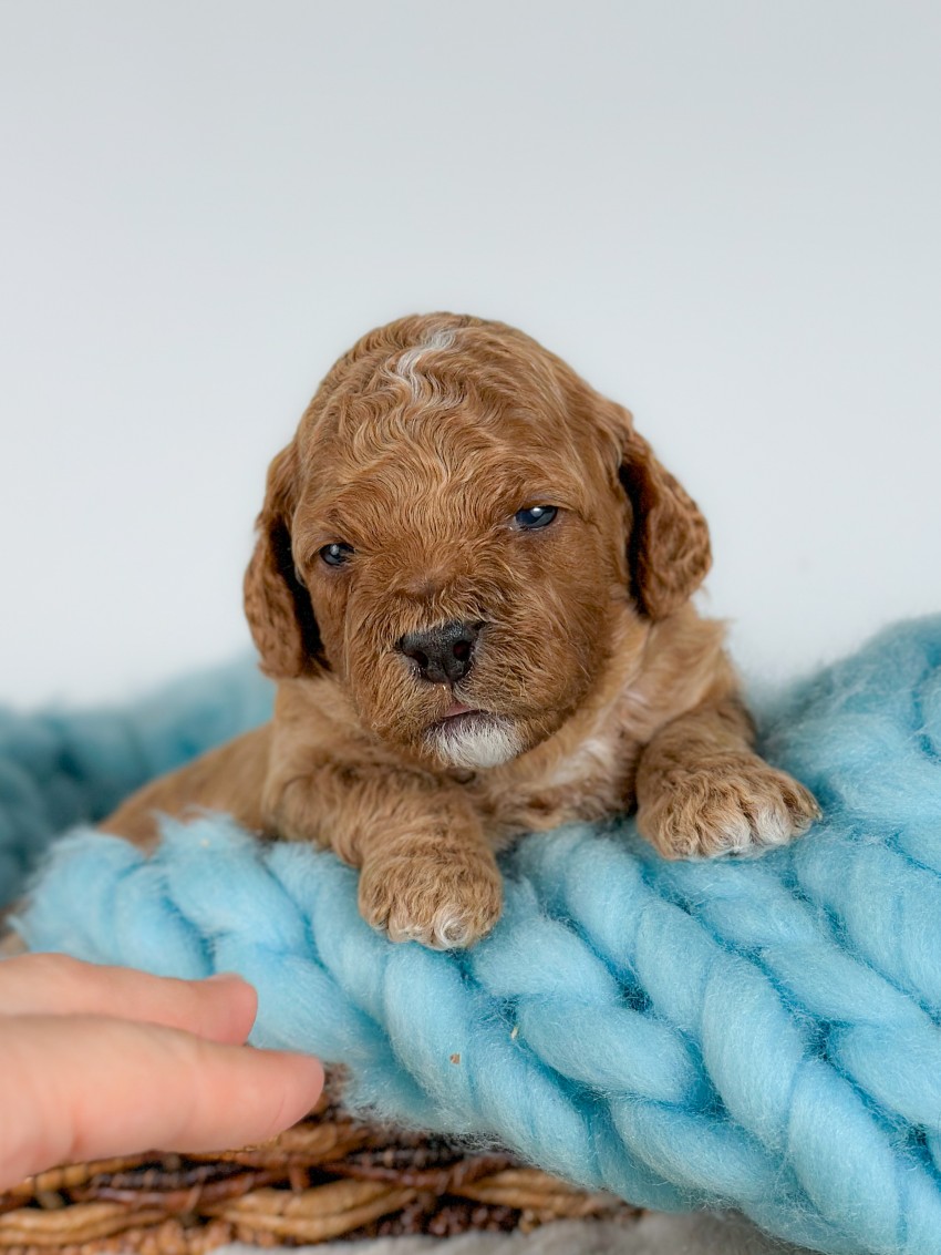 Puppies