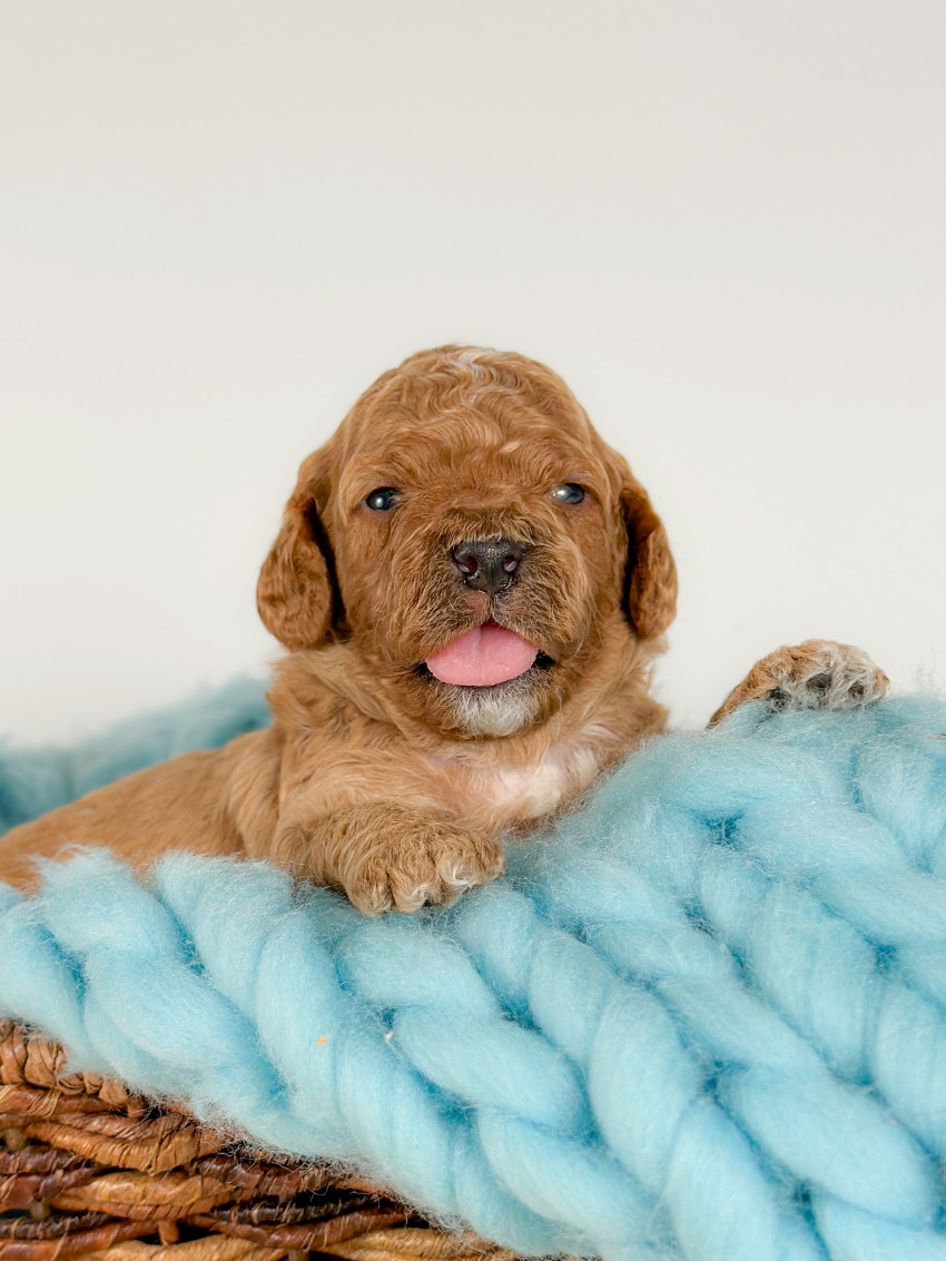 Puppies