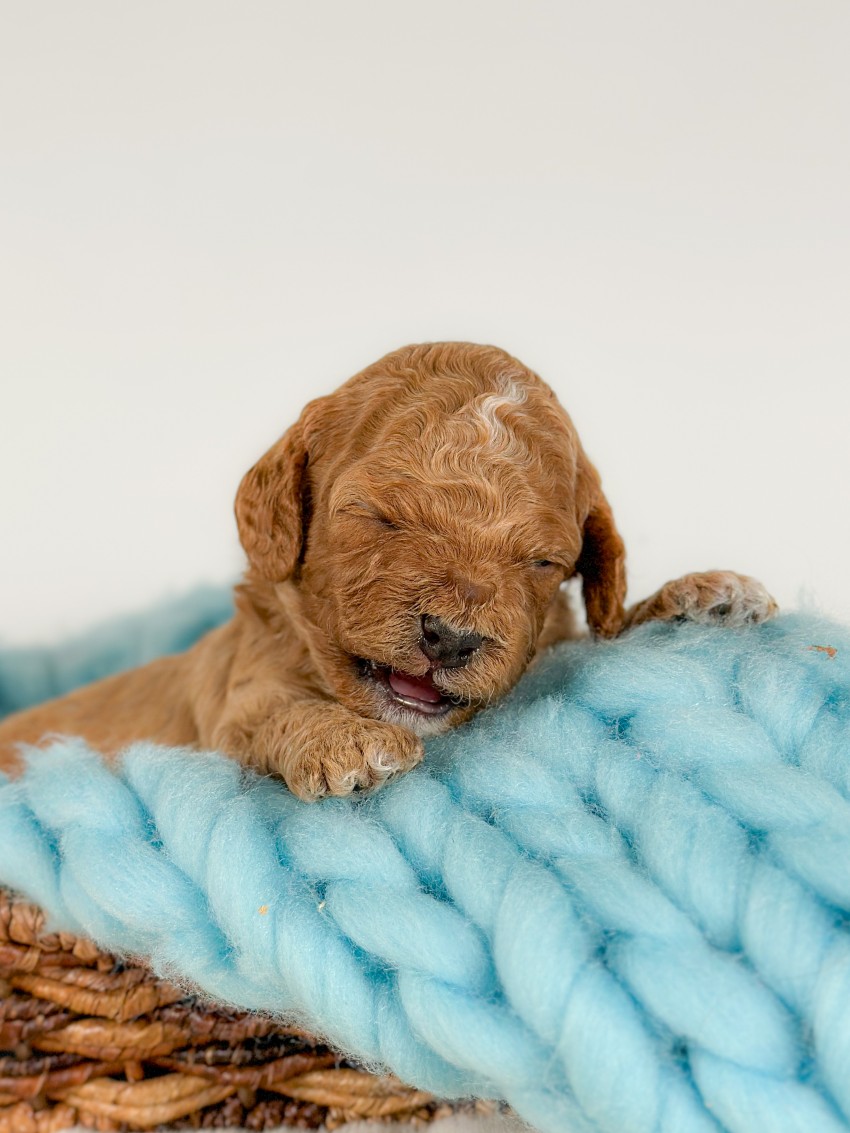 Puppies
