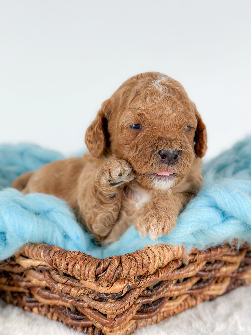 Puppies