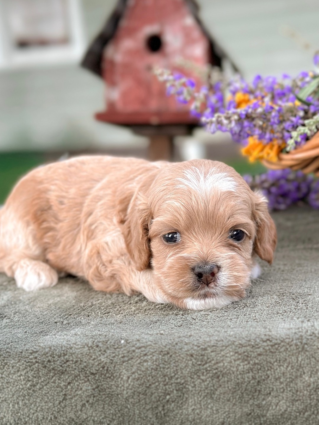 Puppies