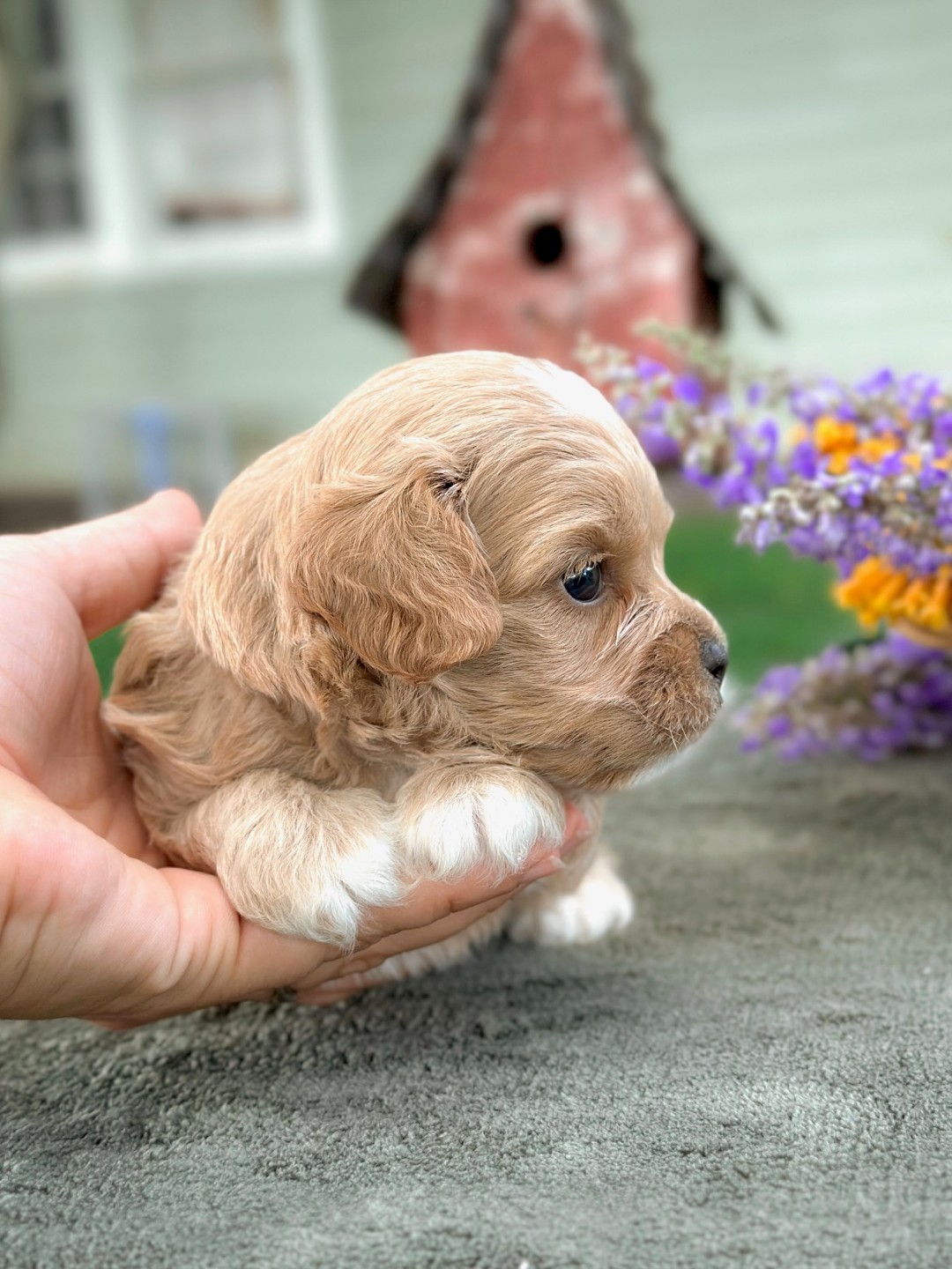 Puppies