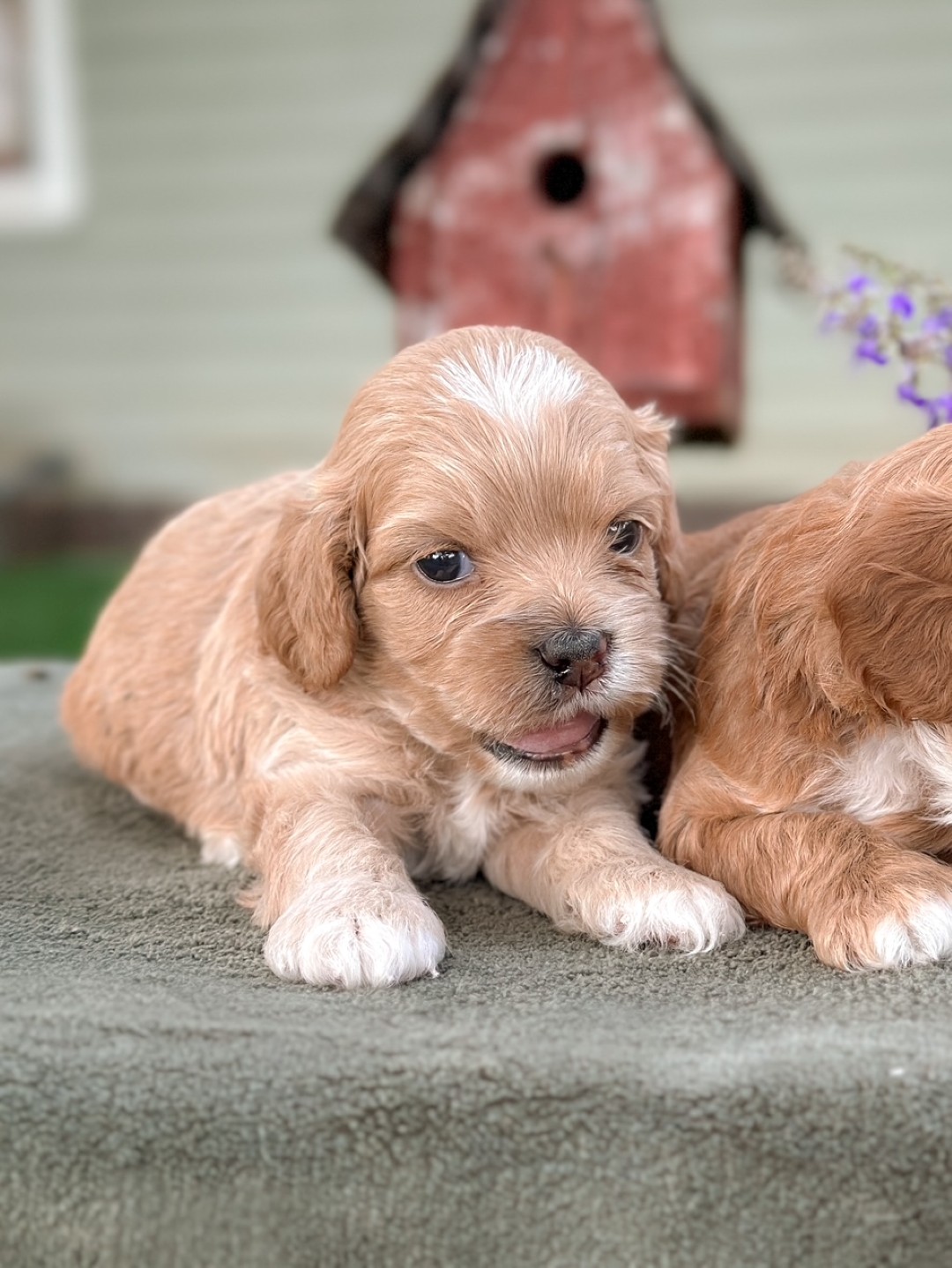 Puppies