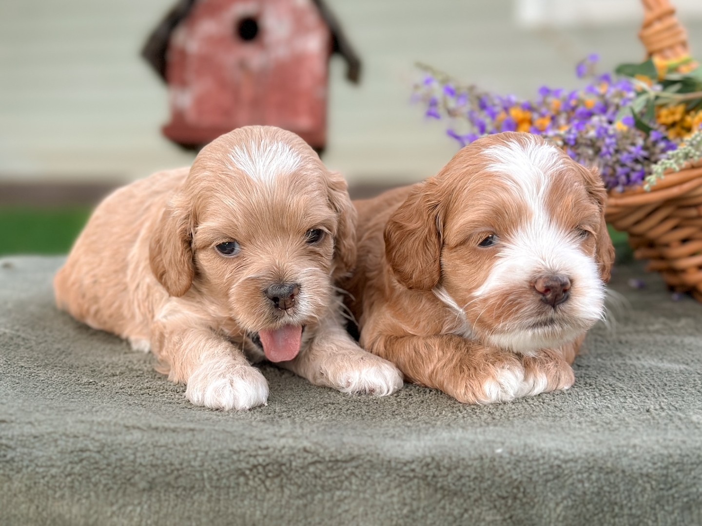 Puppies