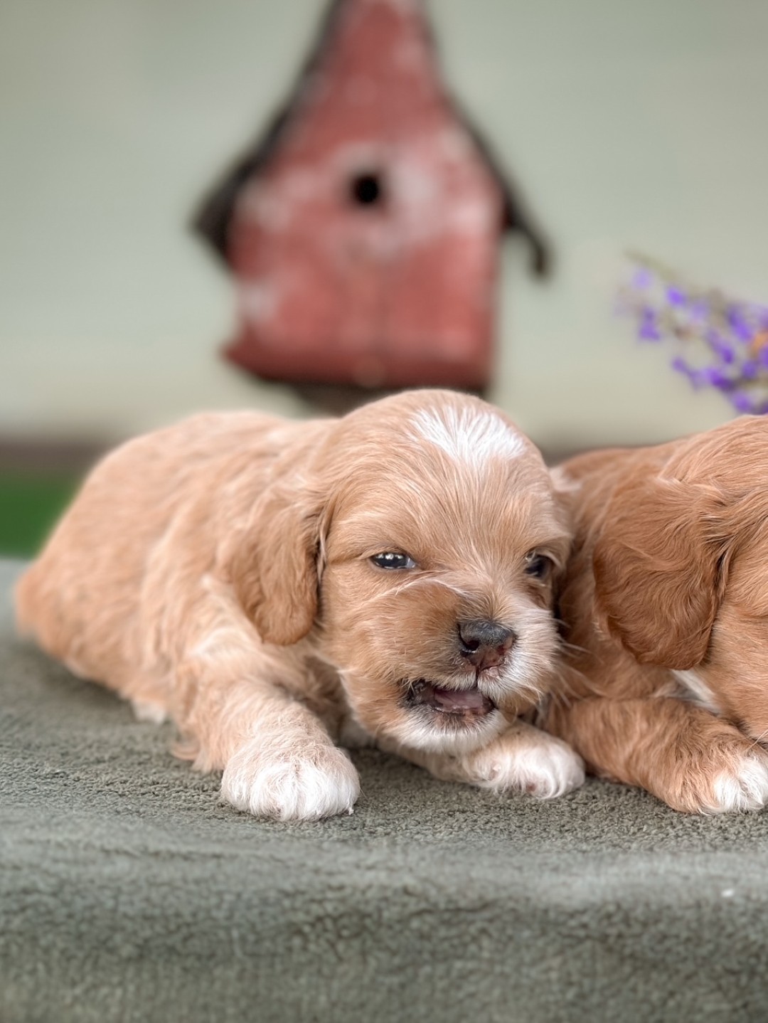 Puppies