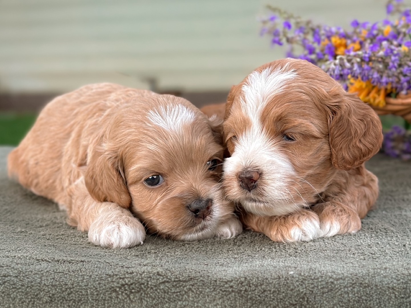 Puppies