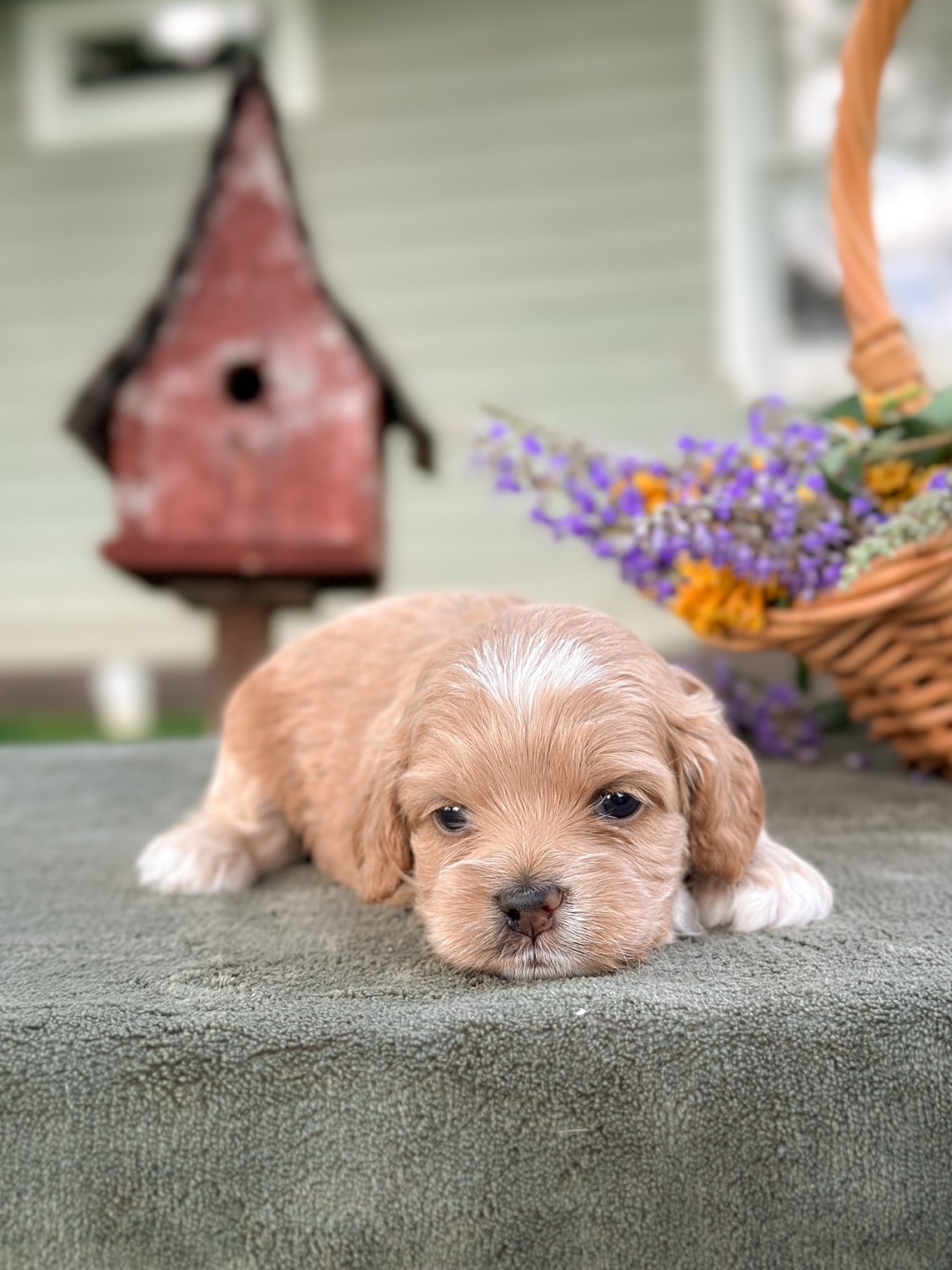 Puppies