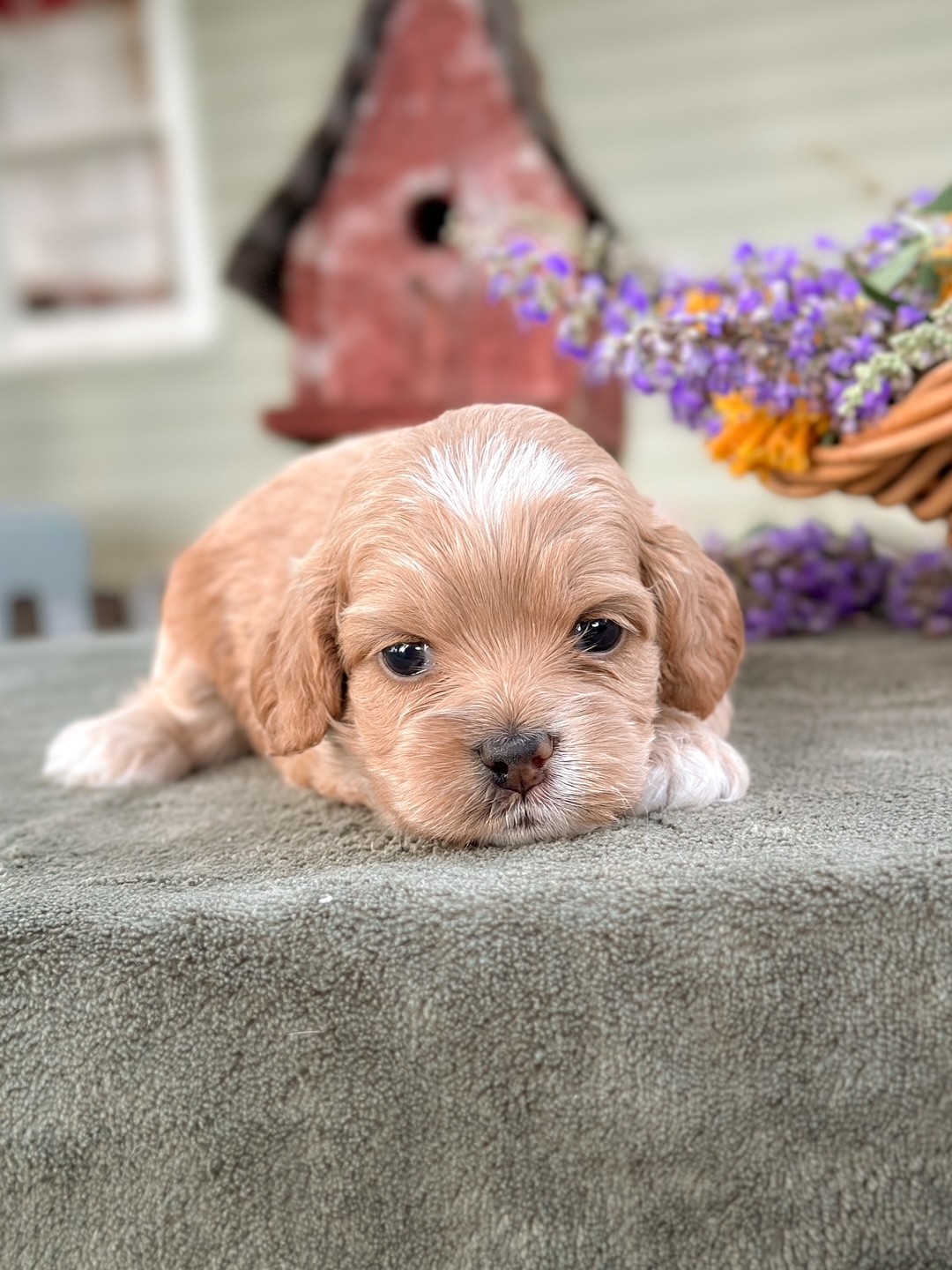 Puppies