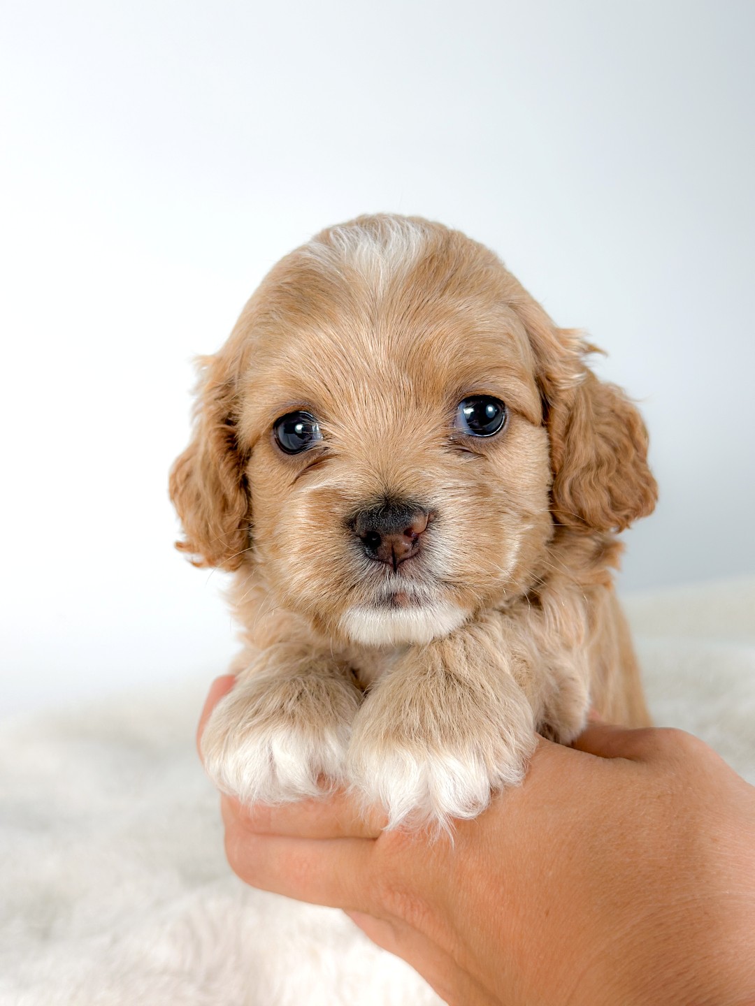 Puppies