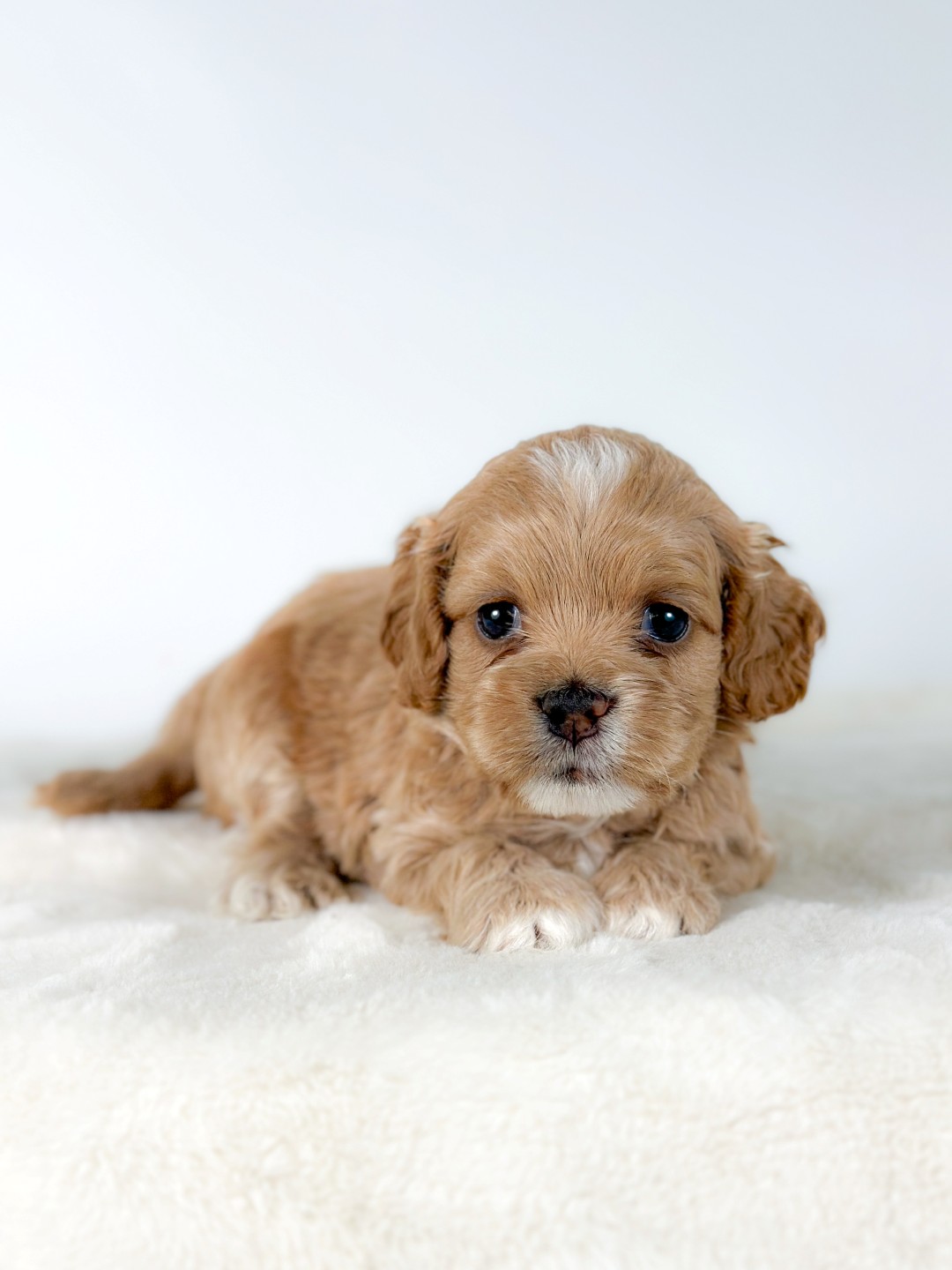 Puppies