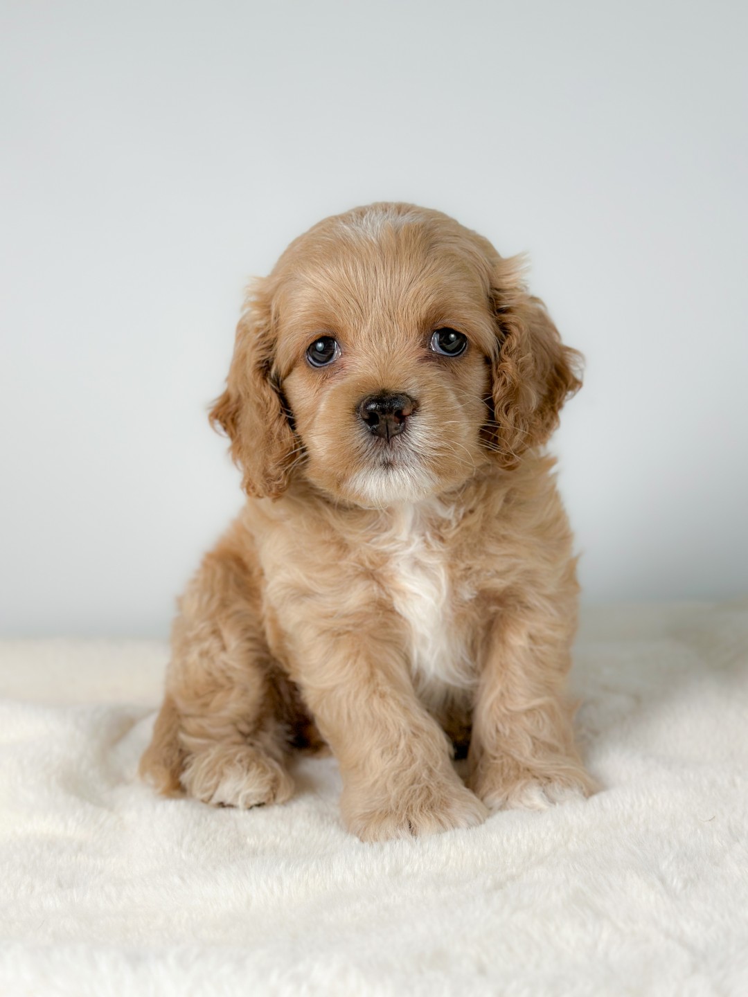 Bear the Puppy