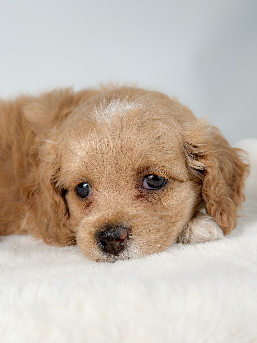 Puppies