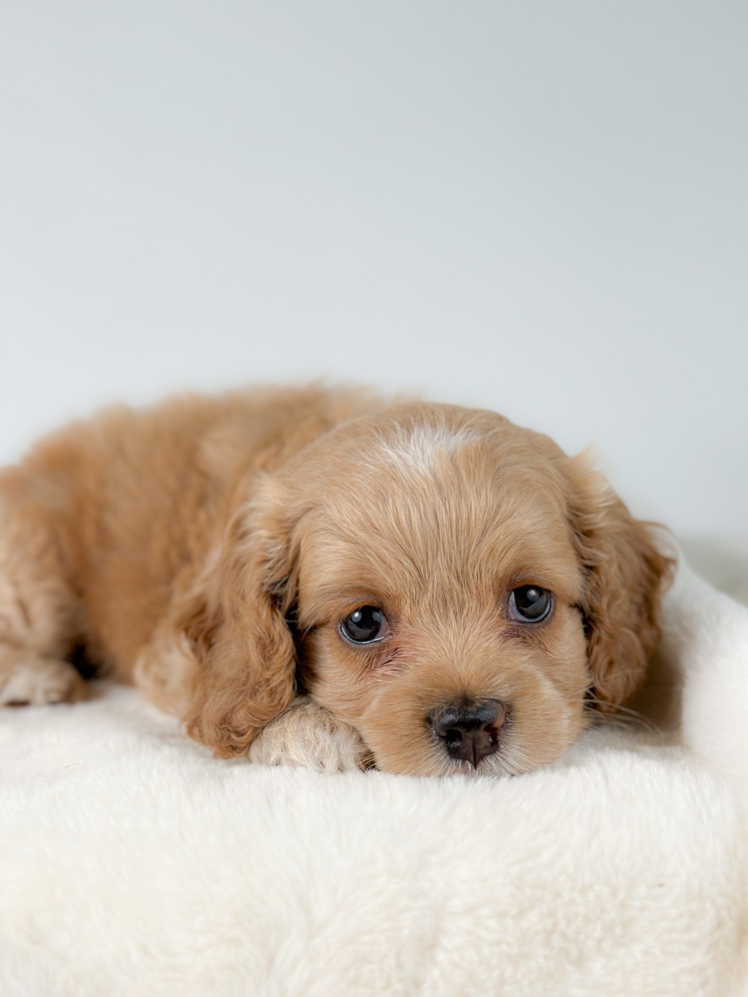Puppies