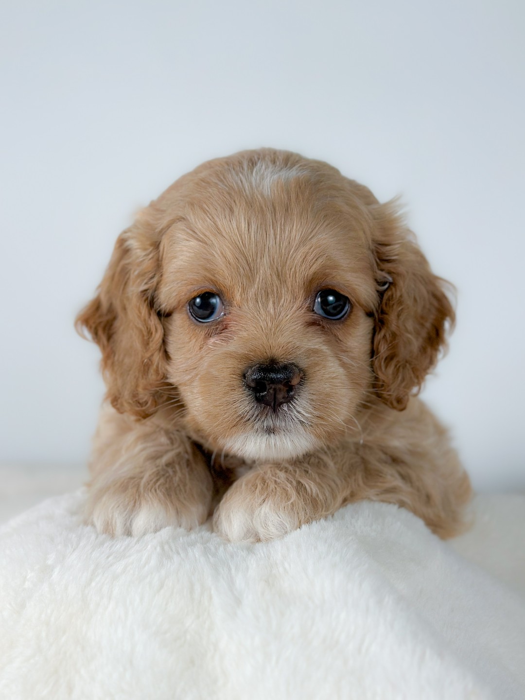 Puppies
