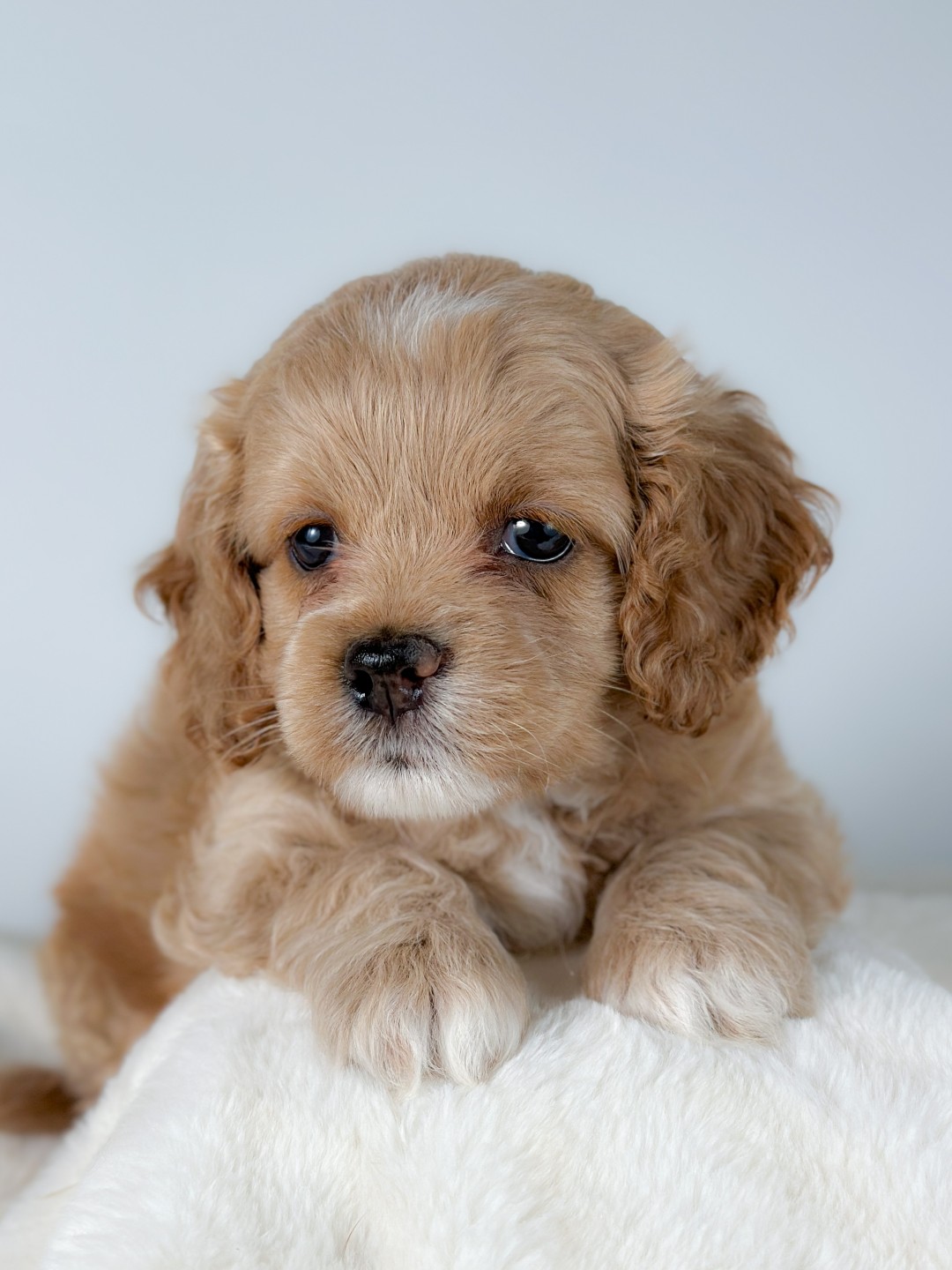 Puppies