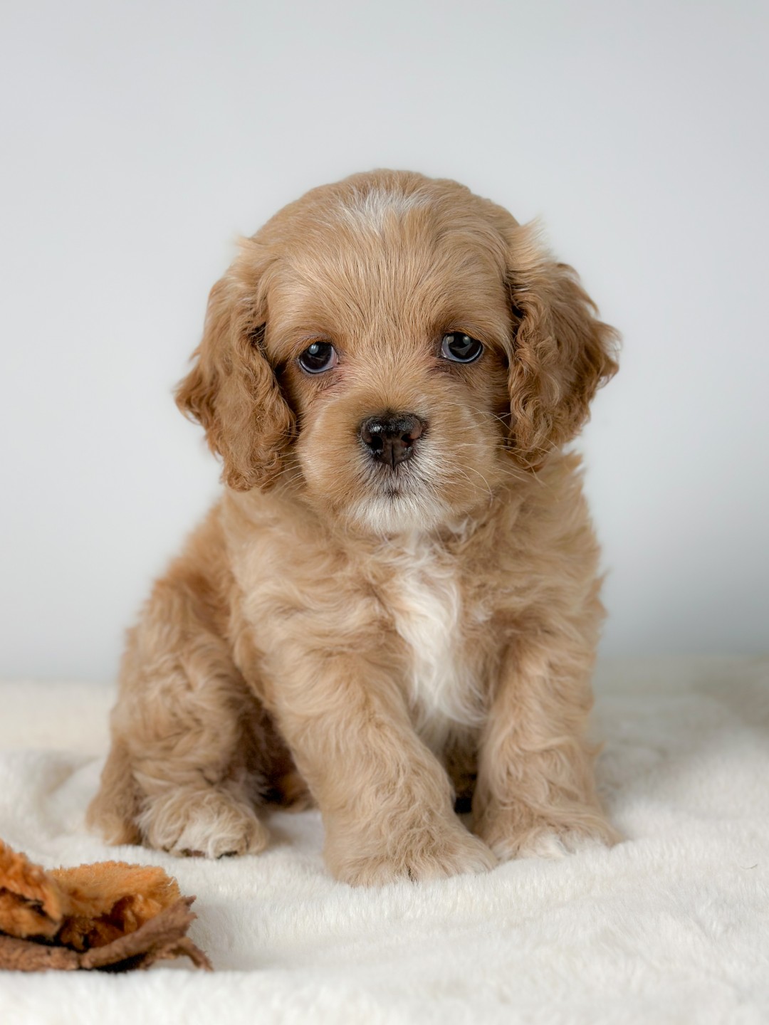 Puppies