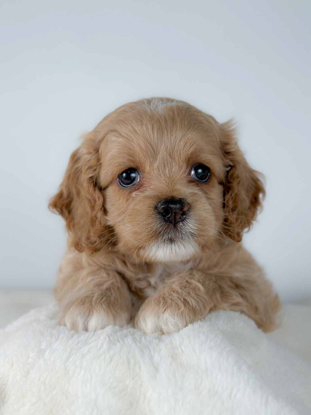 Puppies
