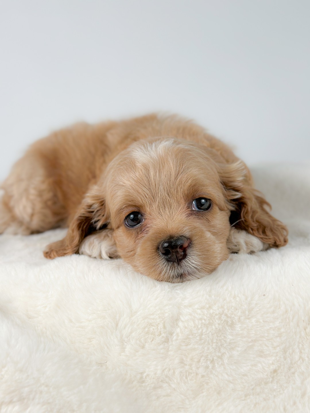 Puppies