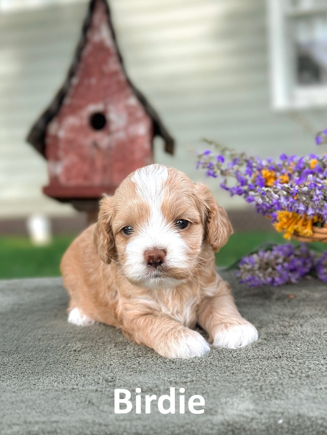 Puppies
